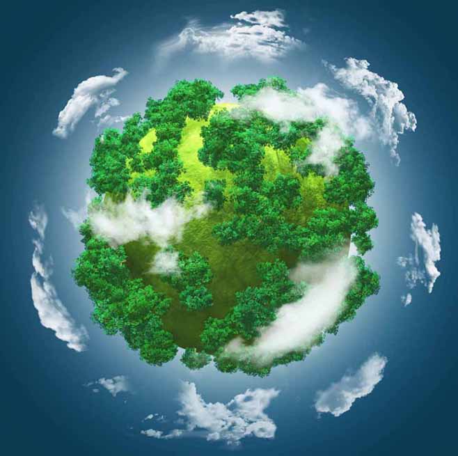 Reforestation Project